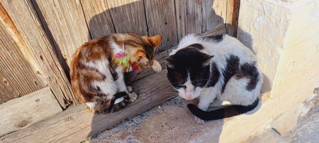 Os gatos de Kalymnos, verdadeiros donos das ruas