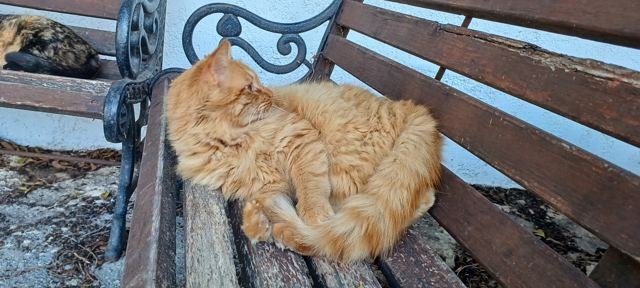 Um gato laranja cochilando no banco