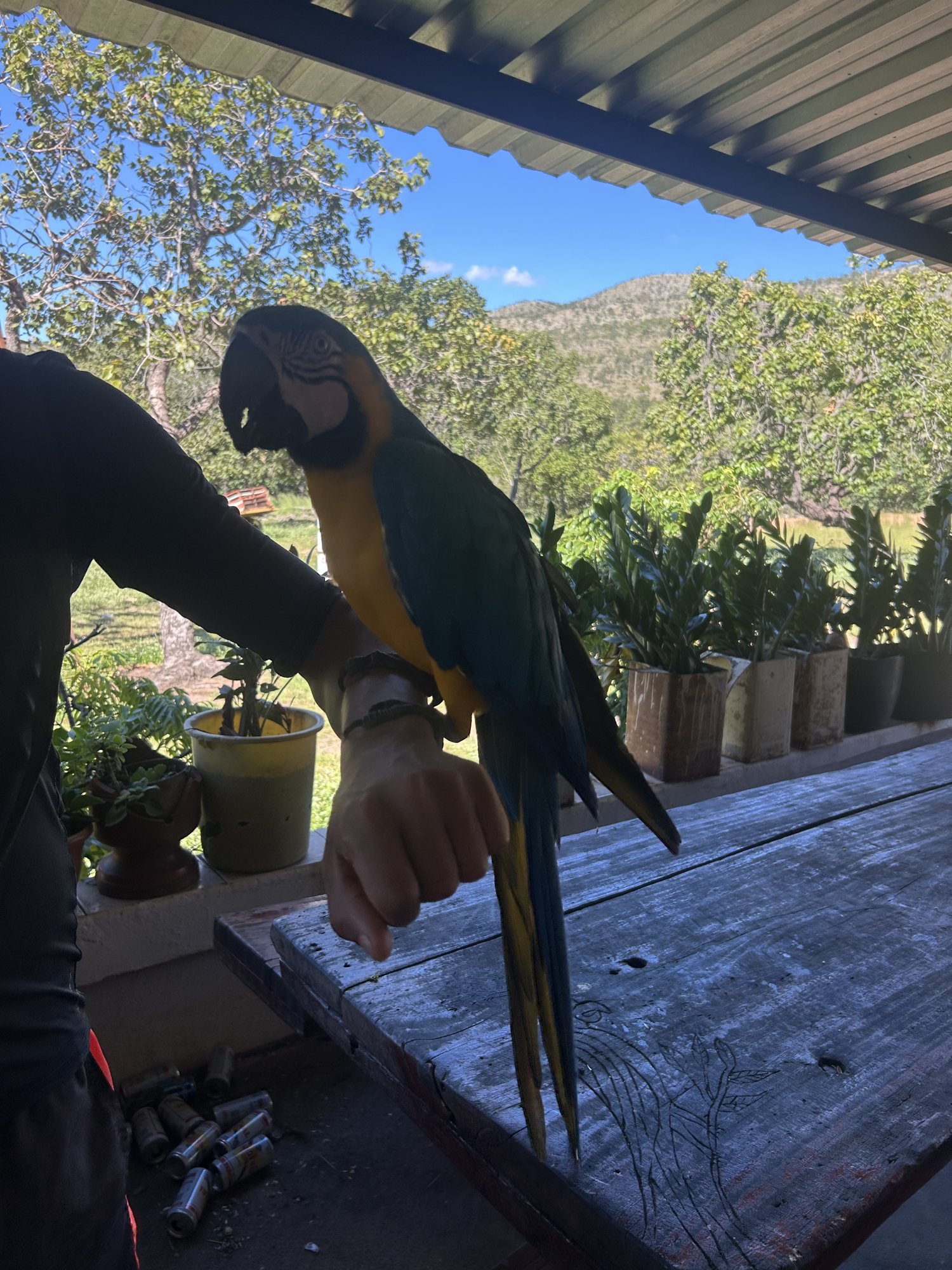 A arara-canindé do almoço