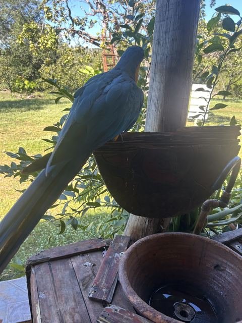 A arara posou como se fosse dona do lugar