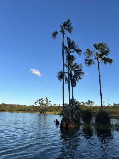Os buritis da lagoa