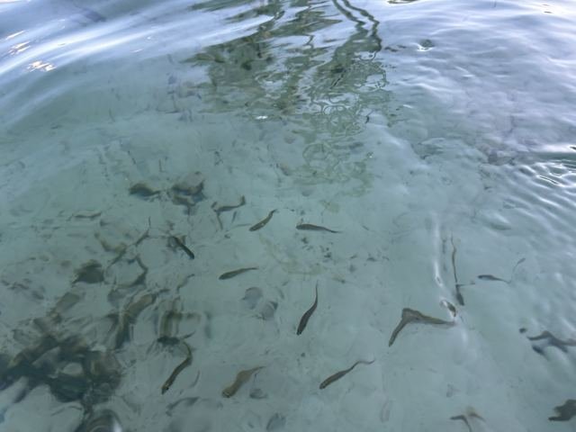 Cardumes de peixinhos na água transparente